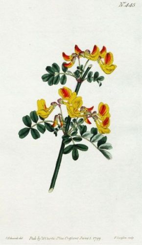 Scorpion Sena - Coronilla emerus - вязель